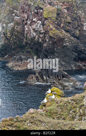 Fulmar (Fulmarus Cyclopoida) nisten auf dem Felsvorsprung Sandstein unter blühenden Sparsamkeit (Armeria maritime) Fair Isle Shetlands Stockfoto