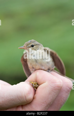 Garten-Grasmücke (Sylvia borin) Erwachsene statt Zoologen nach klingeln Fair Isle Shetland-Inseln Schottland UK Juni Stockfoto