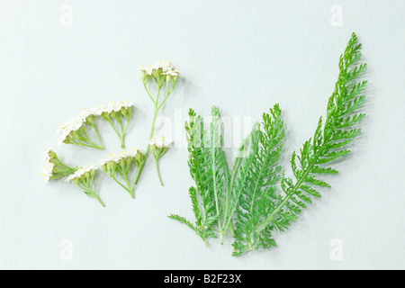 Gemeinsamen Schafgarbe (Achillea Millefolium), Blumen und Blätter Stockfoto