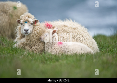 Shetland Schafe weiß Mutterschaf mit Lamm ruht auf der Klippe Hermaness Unst Shetland-Inseln Schottland UK Europe Stockfoto