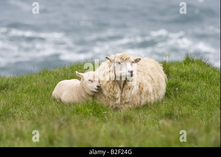 Shetland Schafe weiß Mutterschaf mit Lamm schlief neben ihr ruht auf einer Wiese Hermaness Unst Shetland-Inseln Schottland Großbritannien Europa Juni Stockfoto