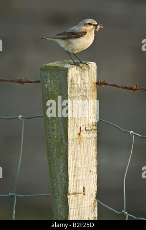 Nördlichen Steinschmätzer Oenanthe Oenanthe Erwachsenfrau Wiedereinstieg in den Juni mit Lebensmitteln Sumburgh Shetlandinseln Schottland Großbritannien Europa nisten Stockfoto