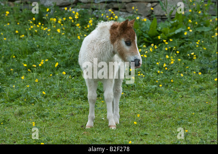 Shetland Pony Equus Caballus Fohlen Shetland-Inseln Schottland Großbritannien Europa Juni Stockfoto