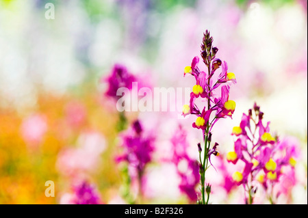 Linaria "Marrocana". Gespornte Snapdragon-Blumen Stockfoto