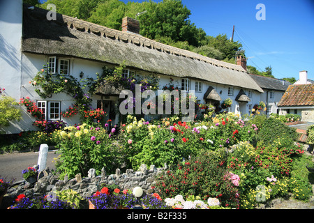 Schöne weiße gemalt Maiskolben und strohgedeckten Hütten mit Sommer blühen bei Branscombe, eines der längsten Dörfer in Devon Stockfoto