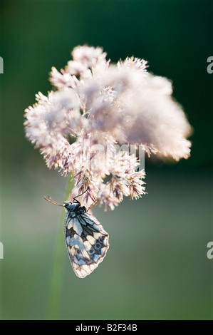 Melanargia Galathea. Marmoriert, weißer Schmetterling Trocknung in der frühen Morgensonne in der englischen Landschaft Stockfoto