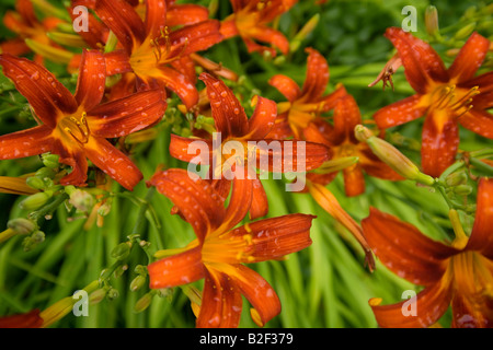 Blühende entspannende Ruhe ruhige rot orange mehrjährigen Lilien an einem sonnigen Tag in ruhiger New England Feld mit Tau nach Regen weiches Licht im Fokus Stockfoto