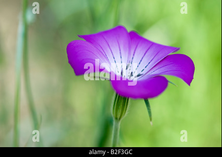 Agrostemma Gracilis. Anmutige Corncockle Blume Stockfoto