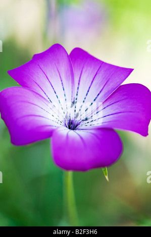 Agrostemma Gracilis. Anmutige Corncockle Blume Stockfoto