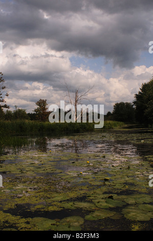 Ein toter Baum bleibt in einem sumpfigen Moor in Kanadas Ostküste Sumpfland herausholen kann. Stürmische Wolken übergeben, Seerosen schwimmen. Stockfoto