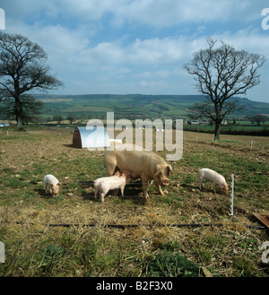 Große weiße X landrace säen mit Duroc X Ferkel auf Outdoor-Farm züchten Website Devon Stockfoto
