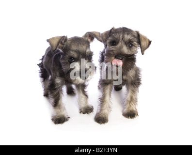 Zwei liebenswerte Zwergschnauzer Welpen spielen zusammen isolierten auf weißen Hintergrund Stockfoto