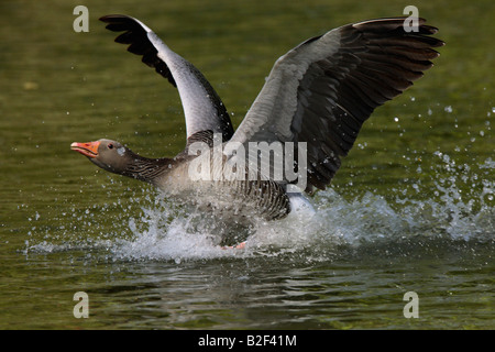 Graugans, Graugans (Anser anser), Erwachsene landen auf dem Wasser Stockfoto