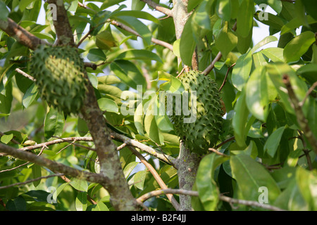 Frucht des Baumes Soursop, Annona Muricata. Palenque, Bundesstaat Chiapas, Mexico Stockfoto