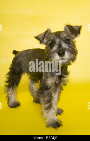 Liebenswerte Zwergschnauzer Welpen auf gelbem Hintergrund Stockfoto