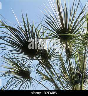 Kalifornien Washingtonia / Washingtonia Filifera Stockfoto