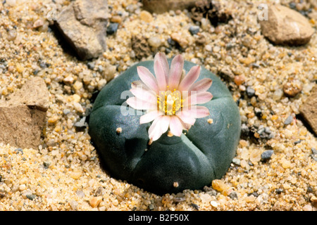 Peyote (Lophophora Williamsii), Blüte. Für seine Hallogenetic Wirkung gekaut Stockfoto