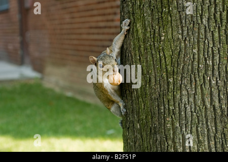 Eichhörnchen mit Nuss in Mund klettert Baum in New York NY Stockfoto