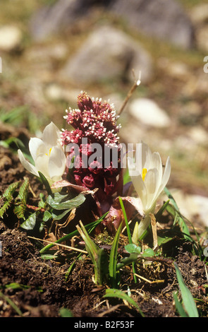 gemeinsamen Hauswurz / Sempervivum Tectorum Stockfoto