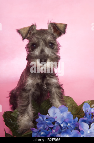 Liebenswerte Zwergschnauzer Welpen auf rosa Hintergrund mit blauen Blüten Stockfoto