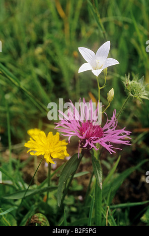 verschiedene Blumen Stockfoto