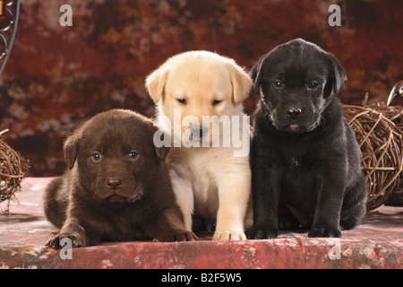 Labrador Retriever. Drei unterschiedlich farbige Welpen, schwarz, Schokolade und gelb, auf einer Decke Stockfoto