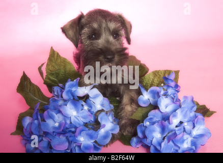 Liebenswerte Zwergschnauzer Welpen auf rosa Hintergrund mit blauen Blüten Stockfoto