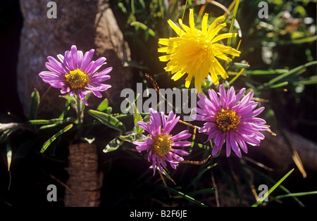 Alpen-Aster und grobe hawkbit Stockfoto