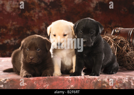 Labrador Retriever. Drei unterschiedlich farbige Welpen, schwarz, Schokolade und gelb, auf einer Decke Stockfoto