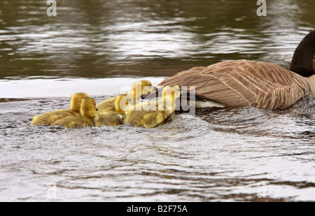 Kanadagänse Elternteil mit Gänsel im Teich Stockfoto