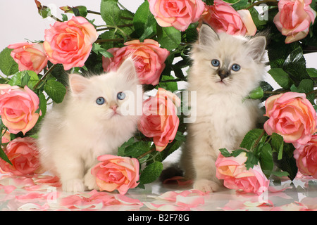 Heilige Birma Katze. Zwei Kätzchen unter Rosen Stockfoto