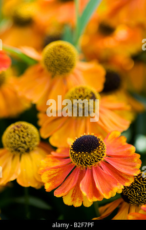 Helenium Sahin frühen Blumen. Sneezeweed Blume Stockfoto