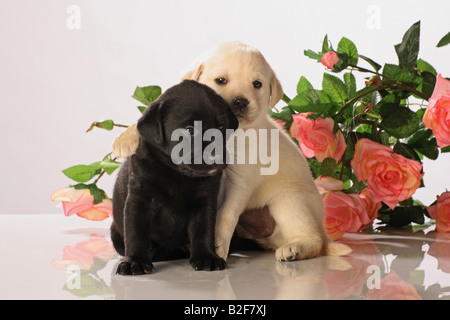 zwei Labrador Retriever Welpen - sitzen Stockfoto