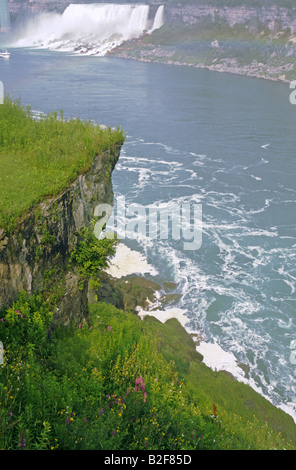 Cliff und Wildblumen über Niagara Fluss mit amerikanischen Wasserfälle im Hintergrund Stockfoto