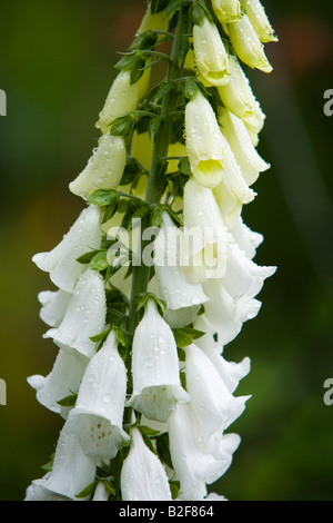 weißen Fingerhut Blumen Stockfoto