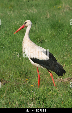Weißstorch - stehend auf Wiese / Stockfoto