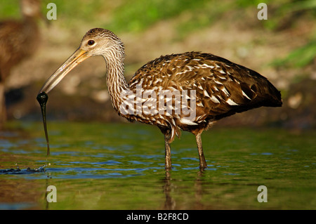 Limpkin ernähren sich von Apfelschnecke Stockfoto