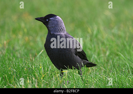 Dohle - stehend auf Wiese / Corvus Monedula Stockfoto
