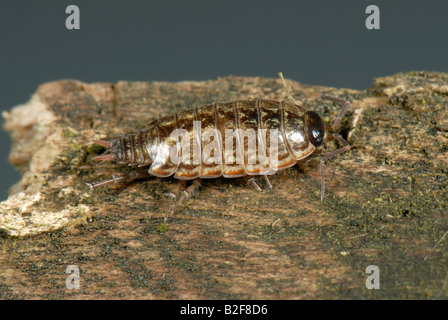 Assel Philoscia Muscorum auf Holz Stockfoto