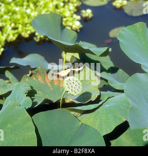 Indian Lotus / Nelumbo Nucifera Stockfoto