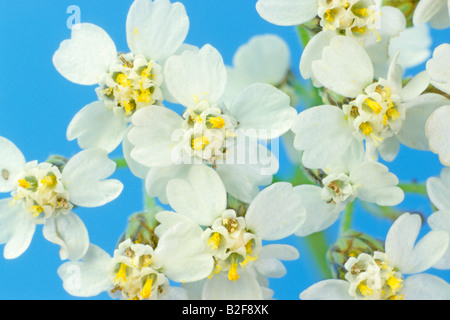 Gemeinsamen Schafgarbe (Achillea Millefolium), Blumen Stockfoto