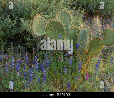 Stachelige Birne und Lupinen Stockfoto