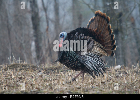 Jake Osttürkei Wild im Frühjahr Stockfoto