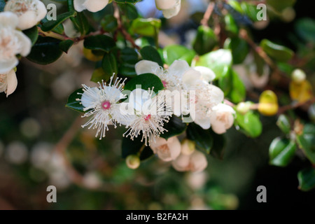 LUMA APICULATA AGM Stockfoto