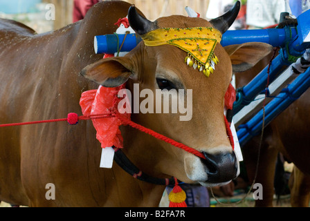 Stier des Kerapan Sapi Bull Race in Madura mit der Kopfschmuck Stockfoto