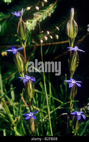 Blase-Enzian / Gentiana Utriculosa Stockfoto