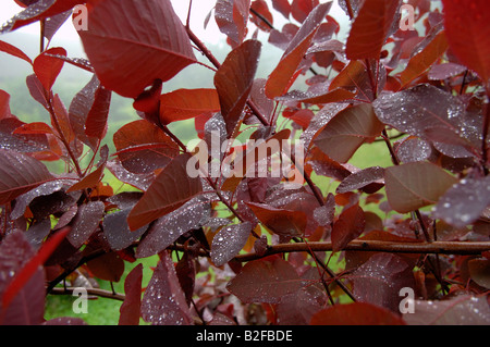 Rauch-Baum Cotinus Coggygria verlässt in einem Regenschauer Stockfoto