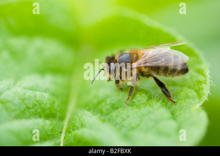 Blatt Scherblock Biene in einem Garten Zuteilung Stockfoto