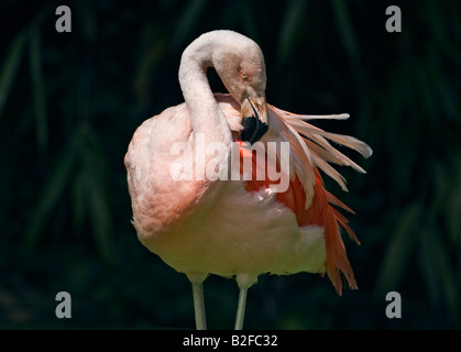 Chilenische Flamingo (Phoenicopterus Chilensis) putzen Stockfoto