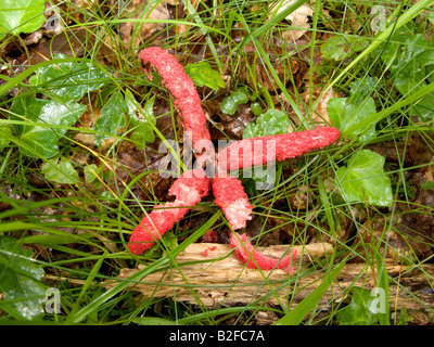 Des Teufels Finger Pilz (Clathrus Archeri), Stockfoto